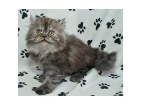 Exotic Short Hair-CAT-Male-Black Smoke-21232-Petland Hoffman Estates, IL
