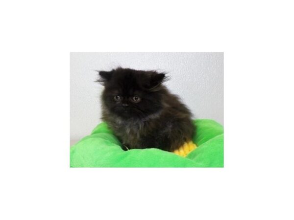 Persian-CAT-Female-Black-13098-Petland Hoffman Estates, IL