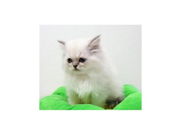 Persian-CAT-Female-Blue Point-13097-Petland Hoffman Estates, IL