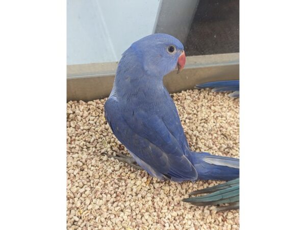 Violet Indian Ringneck-Bird-Female-Blue/Violet-21624-Petland Hoffman Estates, IL