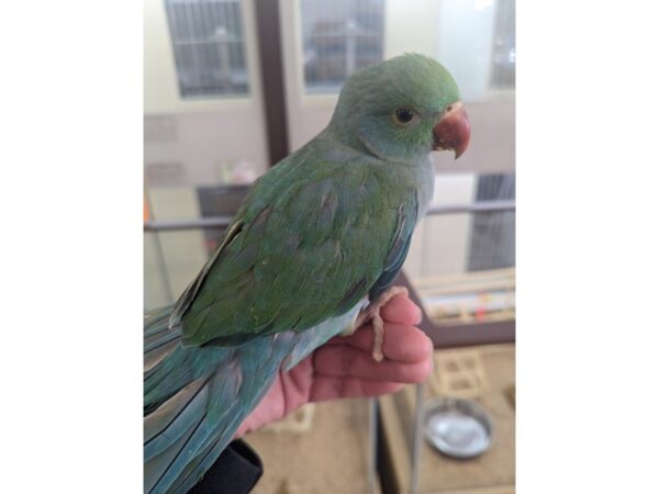 Turquoise Indian Ringneck-Bird--Green/Turquoise-13394-Petland Hoffman Estates, IL
