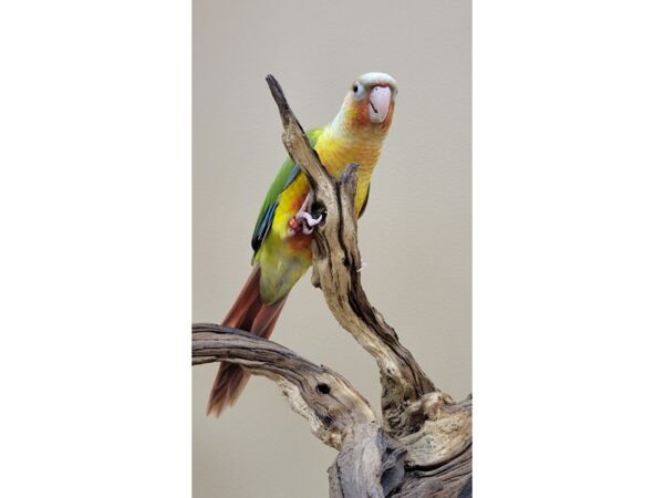 Green Cheek Conure-Bird-Female-Pineapple-21601-Petland Hoffman Estates, IL