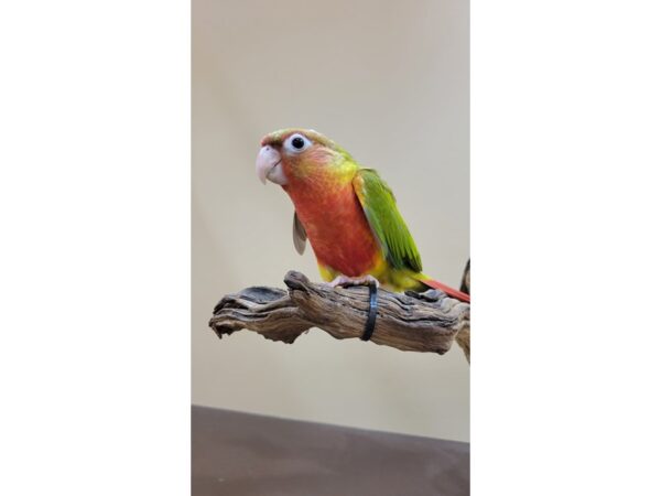Green Cheek Conure-Bird-Female-DR Pineapple-21602-Petland Hoffman Estates, IL