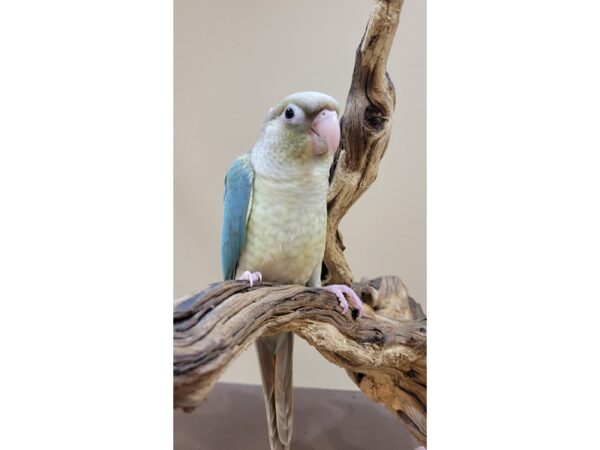 Green Cheek Conure-Bird-Female-Pineapple Turquoise-21600-Petland Hoffman Estates, IL
