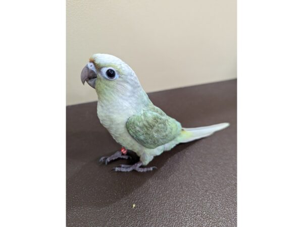 Green Cheek Conure-Bird-Male-Mint-13388-Petland Hoffman Estates, IL
