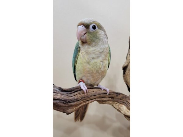 Green Cheek Conure-Bird-Female-Pineapple Turquoise-21611-Petland Hoffman Estates, IL