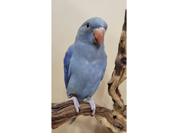 Indian Ringneck Parakeet-Bird-Female-Cobalt Emerald Violet-21613-Petland Hoffman Estates, IL