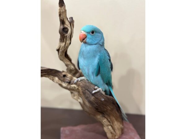 Indian Ringneck Parakeet-Bird-Female-Turquoise-21615-Petland Hoffman Estates, IL