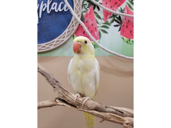 Indian Ringneck Parakeet-Bird-Female-Creamino-21620-Petland Hoffman Estates, IL