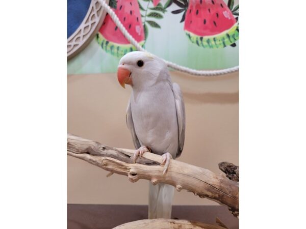 Indian Ringneck Parakeet-Bird-Male-Grey Lacewing-21619-Petland Hoffman Estates, IL