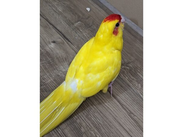 Kakarikis-Bird--Yellow/Red-13409-Petland Hoffman Estates, IL