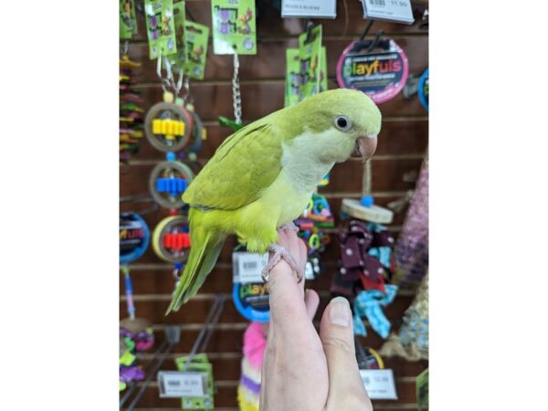 Quaker Parrot-Bird--Green Pallid-13412-Petland Hoffman Estates, IL