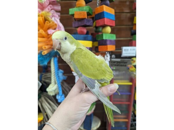 Quaker Parrot-Bird--Green Pallid-13415-Petland Hoffman Estates, IL