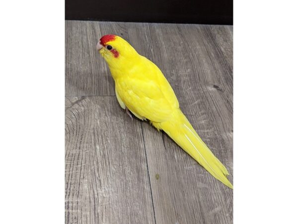 Kakarikis-Bird--Yellow/Red-13408-Petland Hoffman Estates, IL