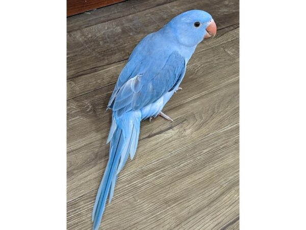 Indian Ringneck Parakeet-Bird-Female-Cobalt American Dominant Pied-13403-Petland Hoffman Estates, IL