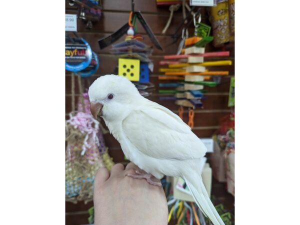 Quaker Parrot-Bird--Albino-13411-Petland Hoffman Estates, IL