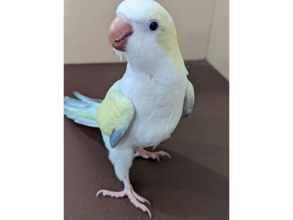 Quaker Parrot-Bird--Turquoise Crossover-13414-Petland Hoffman Estates, IL