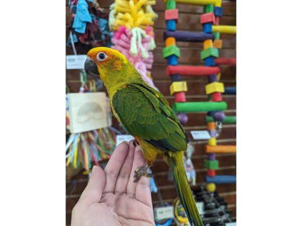 Sun Conure-Bird--Orange/Green/Yellow/Red-13418-Petland Hoffman Estates, IL