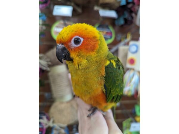 Sun Conure-Bird--Orange/Green/Yellow/Red-13417-Petland Hoffman Estates, IL