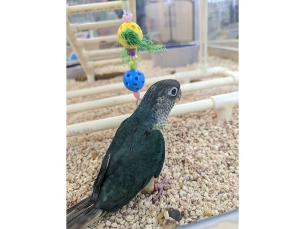 [#13383] Yellow Sided Turquoise Female Green Cheek Conure Birds for Sale