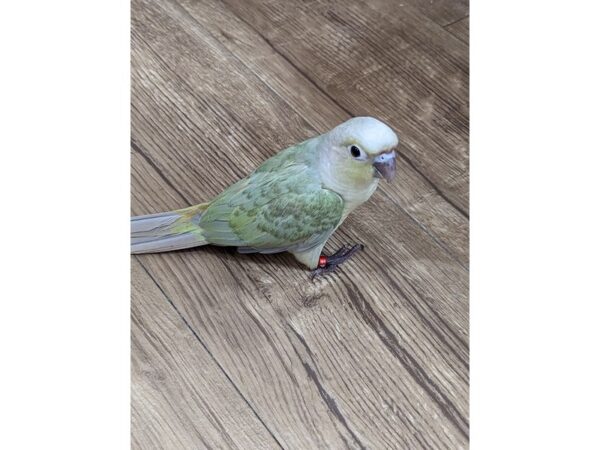 [#13387] Mint Male Green Cheek Conure Birds for Sale