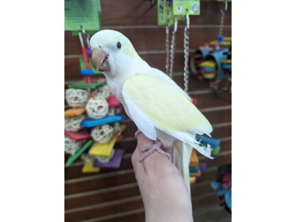 [#13416] Creamino Quaker Parrot Birds for Sale