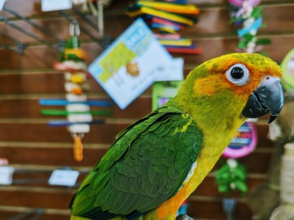 [#13419] Red, yellow, orange, green. blue Sun Conure Birds for Sale