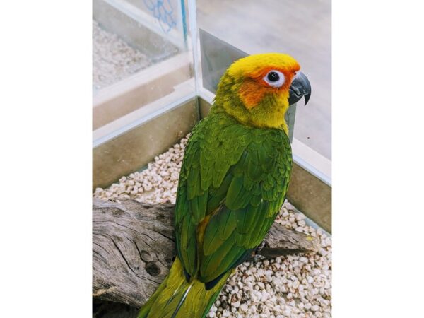 [#13420] Red, yellow, orange, green. blue Sun Conure Birds for Sale