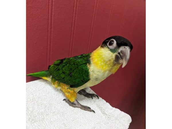 Caique-Bird--Black cap, green, yellow, white-13422-Petland Hoffman Estates, IL
