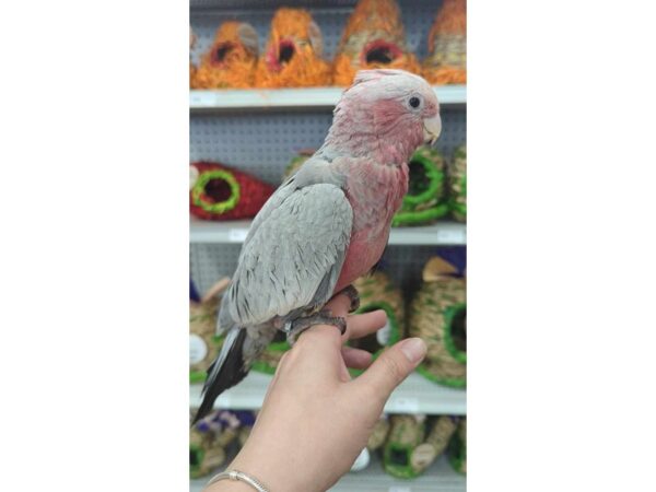 [#13421] Rose, white, grey, black Female Rose Breasted Cockatoo Birds for Sale