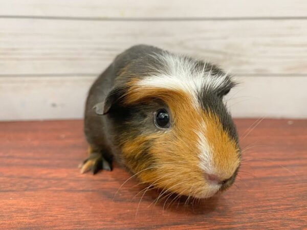 [#13323] Guinea Pig Small Animals for Sale
