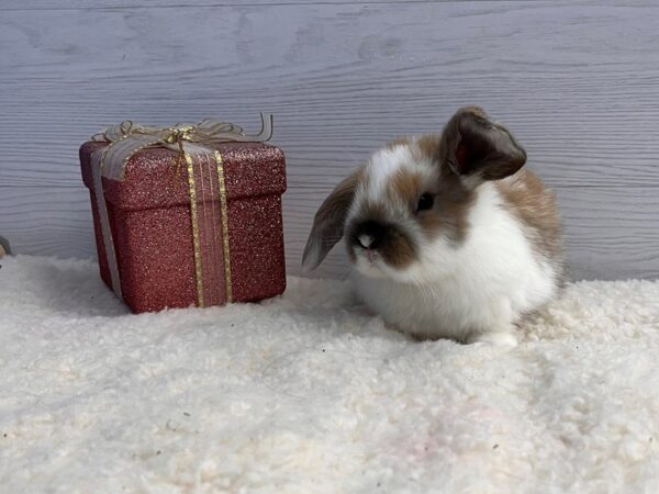 [#13326] Domestic Rabbit Small Animals for Sale