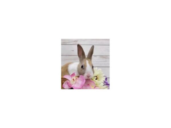 [#13327] Domestic Rabbit Small Animals for Sale