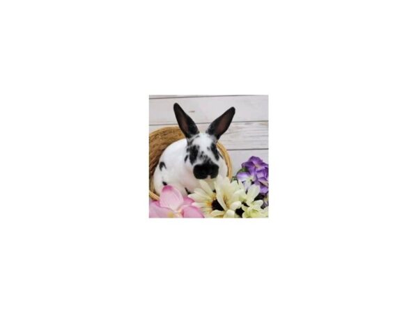 [#13328] Domestic Rabbit Small Animals for Sale