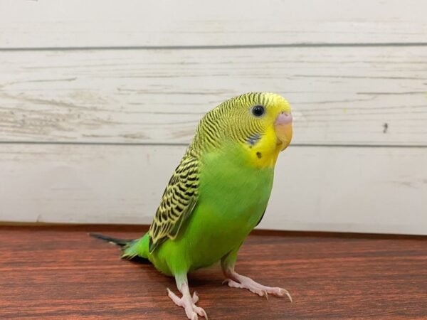 [#13329] Parakeet/Budgie Birds for Sale