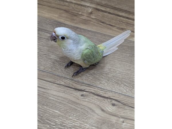 [#13385] Mint Female Green Cheek Conure Birds for Sale