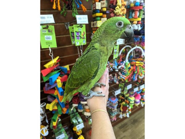 [#13425] Green/Orange/Red/Blue Female Yellow Naped Amazon Birds for Sale