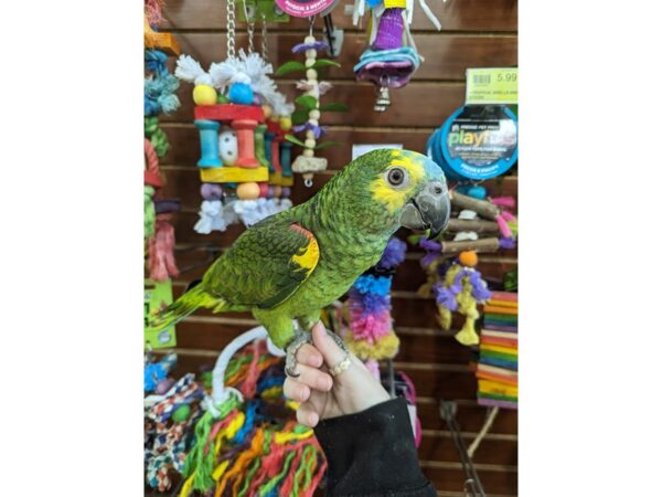 [#13427] Green, blue, yellow Male Blue Fronted Amazon Birds for Sale