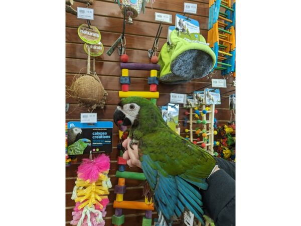 [#13429] Green, red, blue, white Female Severe Macaw Birds for Sale