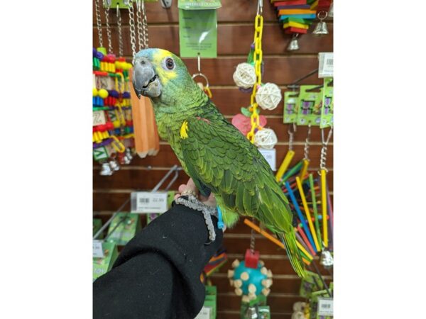 [#13428] Green, blue, yellow Male Blue Fronted Amazon Birds for Sale