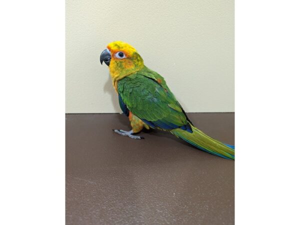[#13434] Green, orange, yellow, blue Sun Conure Birds for Sale