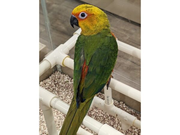 [#13438] Green, orange, yellow, blue Sun Conure Birds for Sale