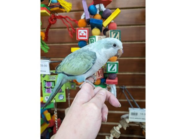 [#13439] Turquoise Opaline Quaker Parrot Birds for Sale