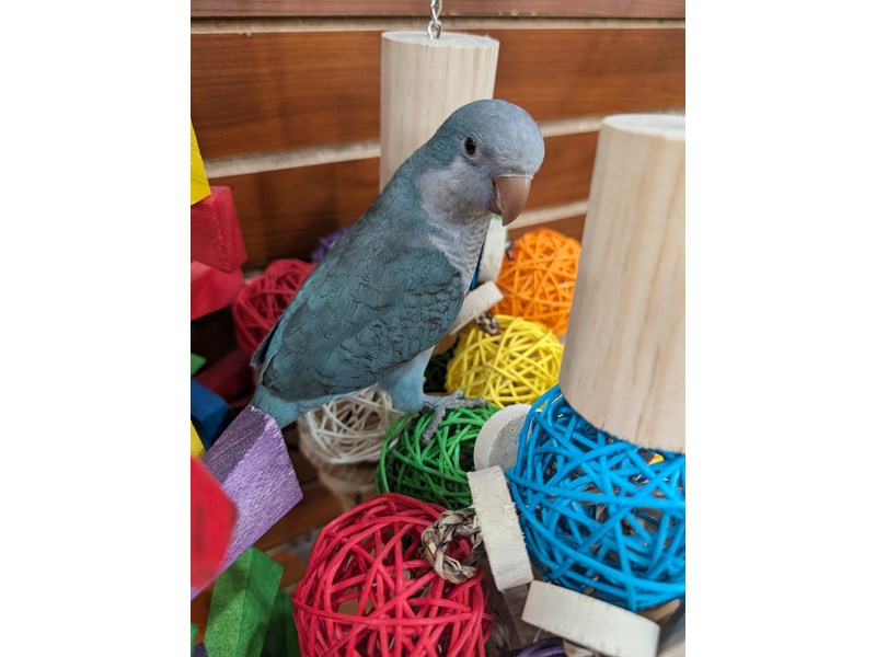 Quaker Parrot - 13441 Image #1