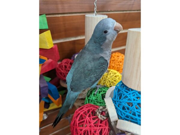 [#13442] Blue Quaker Parrot Birds for Sale