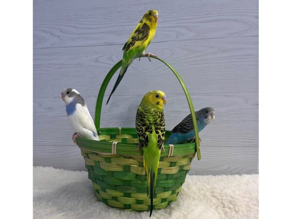[#13316] Parakeet/Budgie Birds for Sale