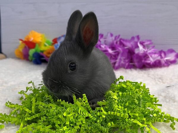 [#13324] Domestic Rabbit Small Animals for Sale