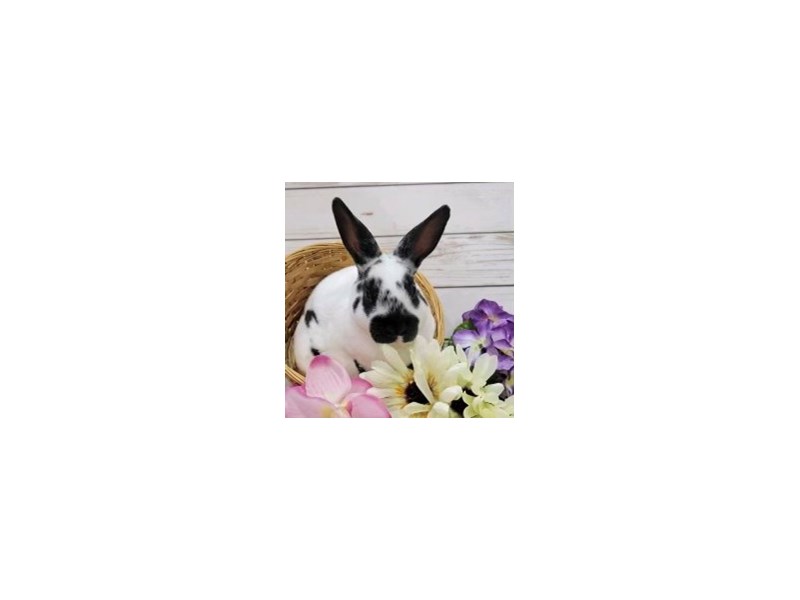 Domestic Rabbit - 13328 Image #1