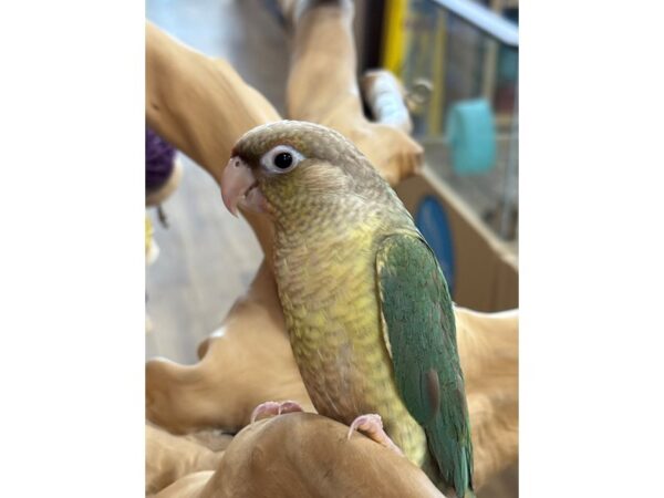 [#13450] Pineapple Turquoise Female Green Cheek Conure Birds for Sale