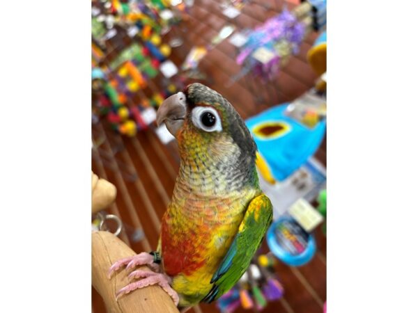 [#13451] Yellowsided Male Green Cheek Conure Birds for Sale